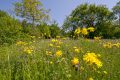 Pflanzenarten im Landschaftspark