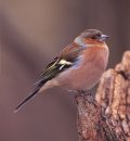 Insekten, Vögel und andere Arten