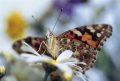 Insekten, Vögel und andere Arten