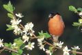 Insekten, Vögel und andere Arten