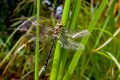 Insekten, Vögel und andere Arten