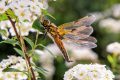 Insekten, Vögel und andere Arten