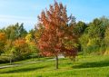 Pflanzenarten im Landschaftspark