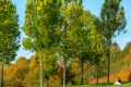 Pflanzenarten im Landschaftspark