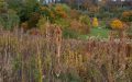 Pflanzenarten im Landschaftspark