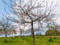 Pflanzenarten im Landschaftspark